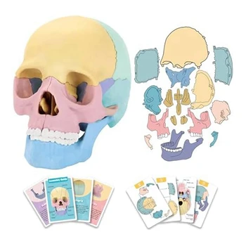 1Set Anatomia Omului Craniu Puzzle Detasabila Mini Craniu Uman Model Clinica de Predare