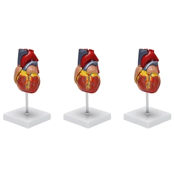3X 1: 1 Inima Omului Model, din punct de vedere Anatomic Corecte Inima Model de Viață de Dimensiuni Schelet Uman Anatomie